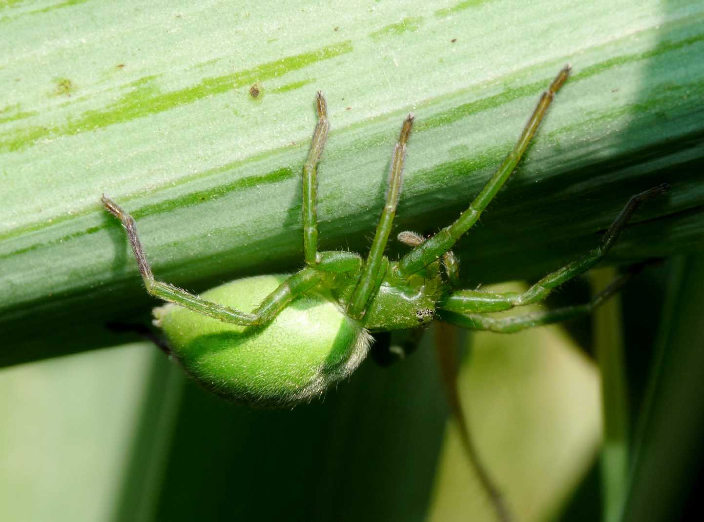 Micrommata ligurina